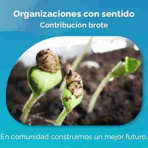 Ruta de aprendizaje: Desarrollo de organizaciones con sentido - Brote $400