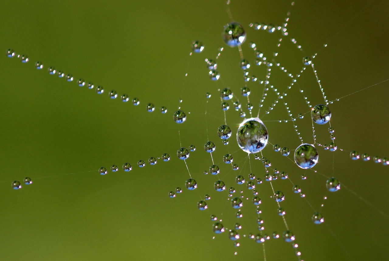 water pearls, spider web, cobweb