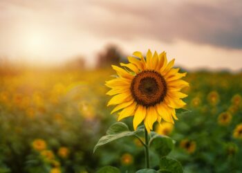 selective focus photography of yellow sunflowers