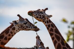 giraffe, long neck, horns