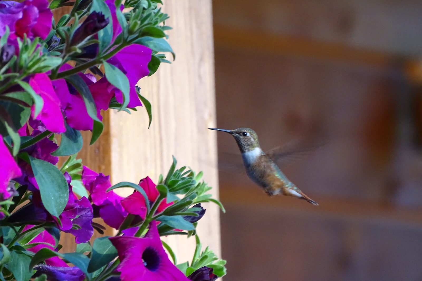 green and brown humming bird flying near purple flowers