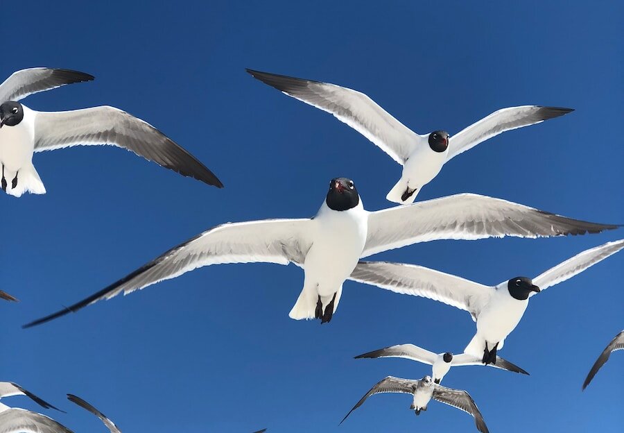 flock of white bird on air