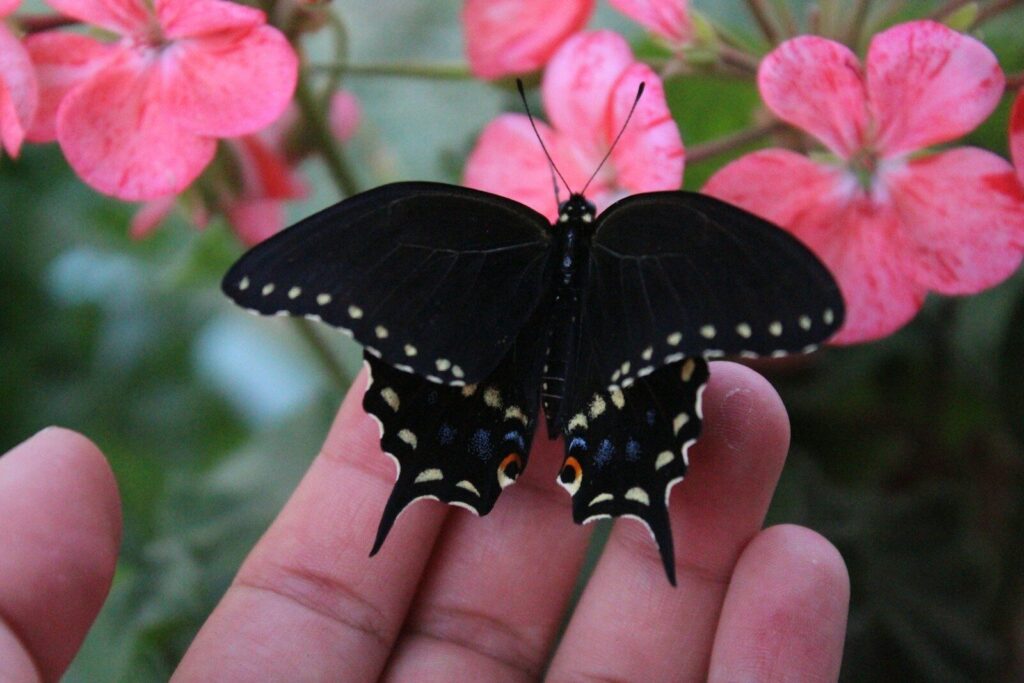 a person holding a butterfly