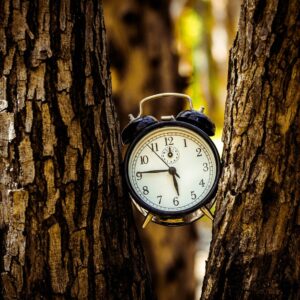 black analog alarm clock between two tree trunks